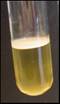 PEL in a test tube